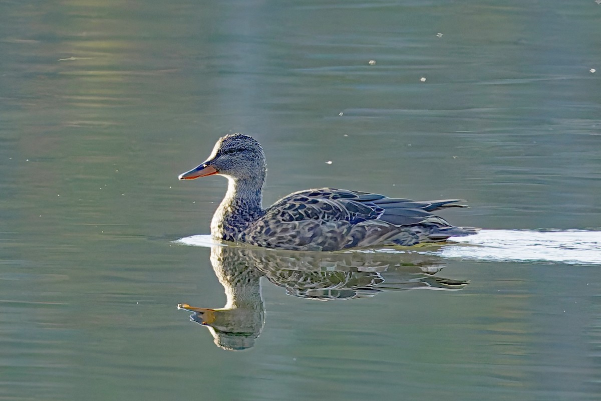 Gadwall - ML645292023