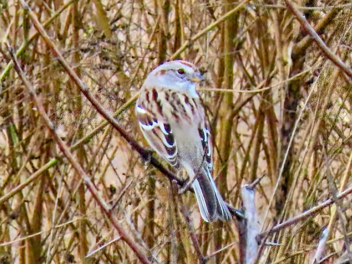 American Tree Sparrow - ML645292030