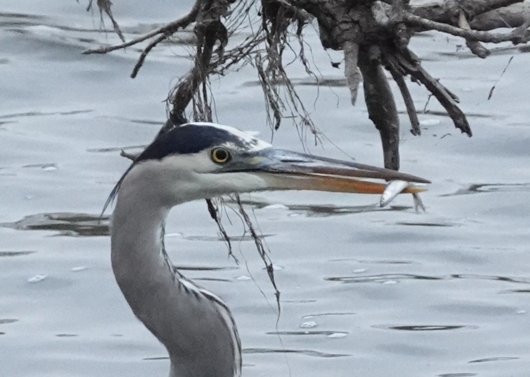 Great Blue Heron - ML645292037