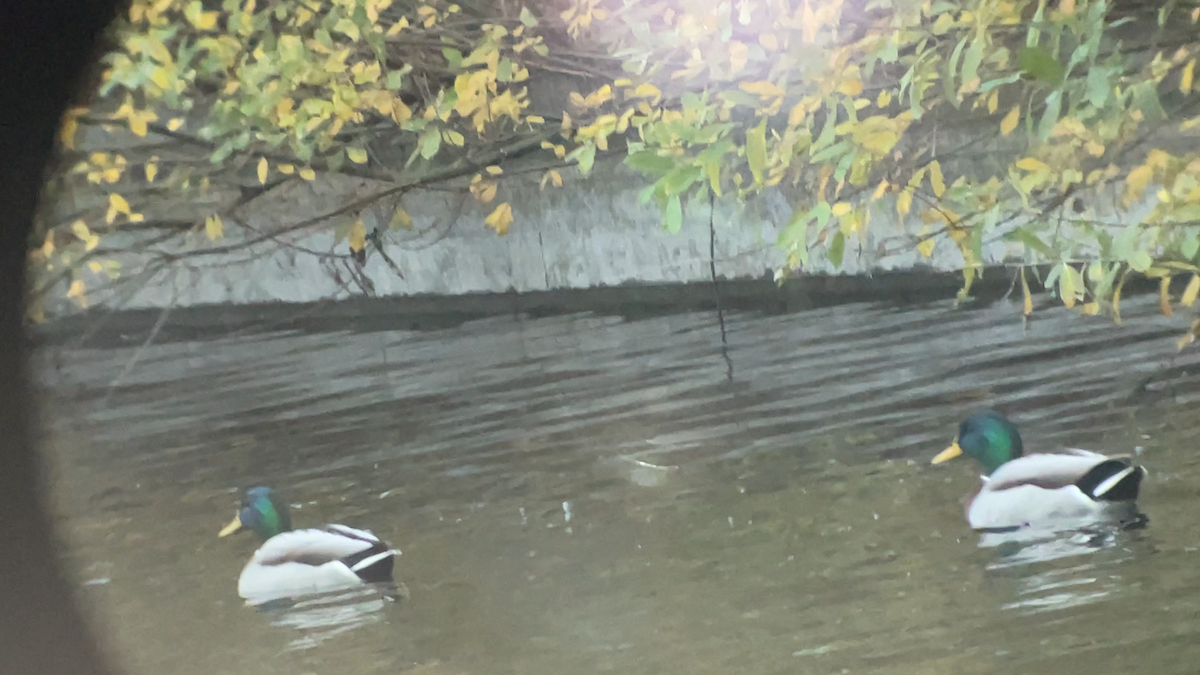 Germano reale - ML645292045