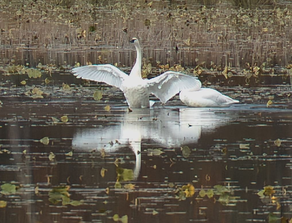 swan sp. - ML645292046