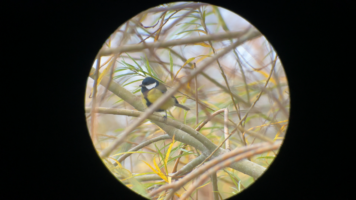 Cinciallegra - ML645292082