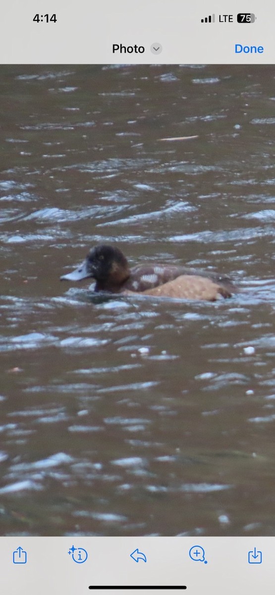 スズガモ - ML645292085