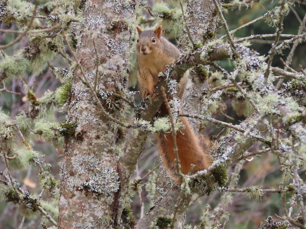 Eastern Fox Squirrel - ML645292104