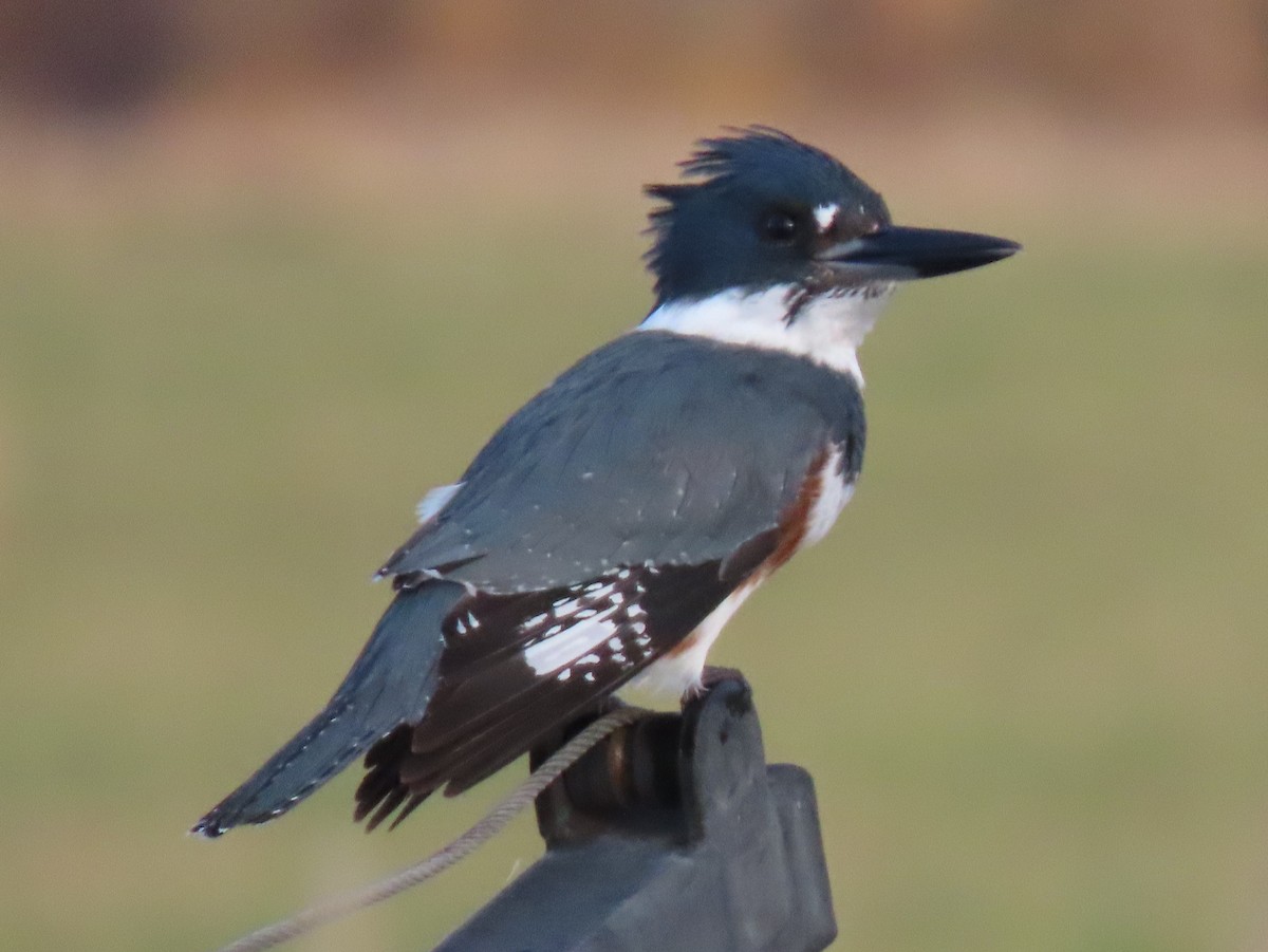 Belted Kingfisher - ML645292106
