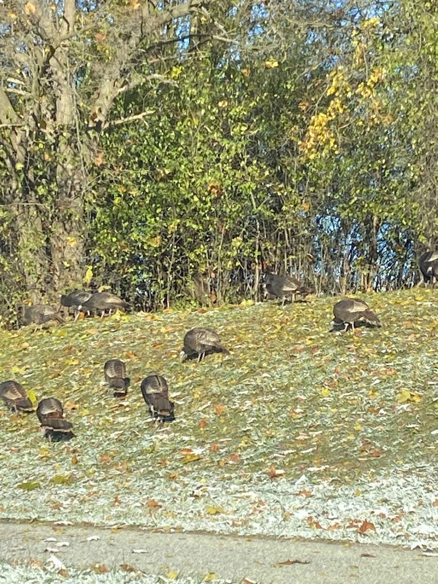 Wild Turkey - ML645292134