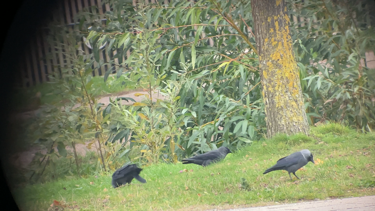 Taccola - ML645292141