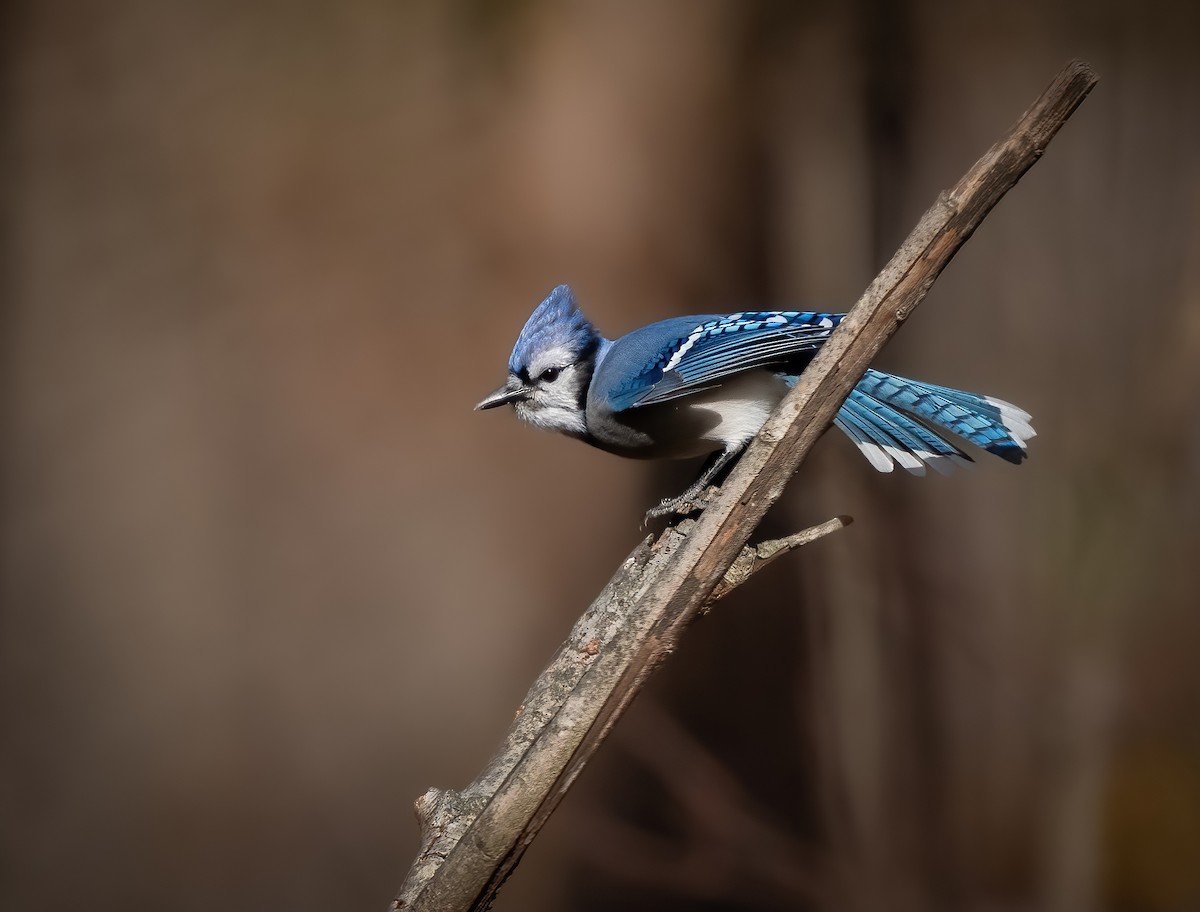 Blue Jay - ML645292145