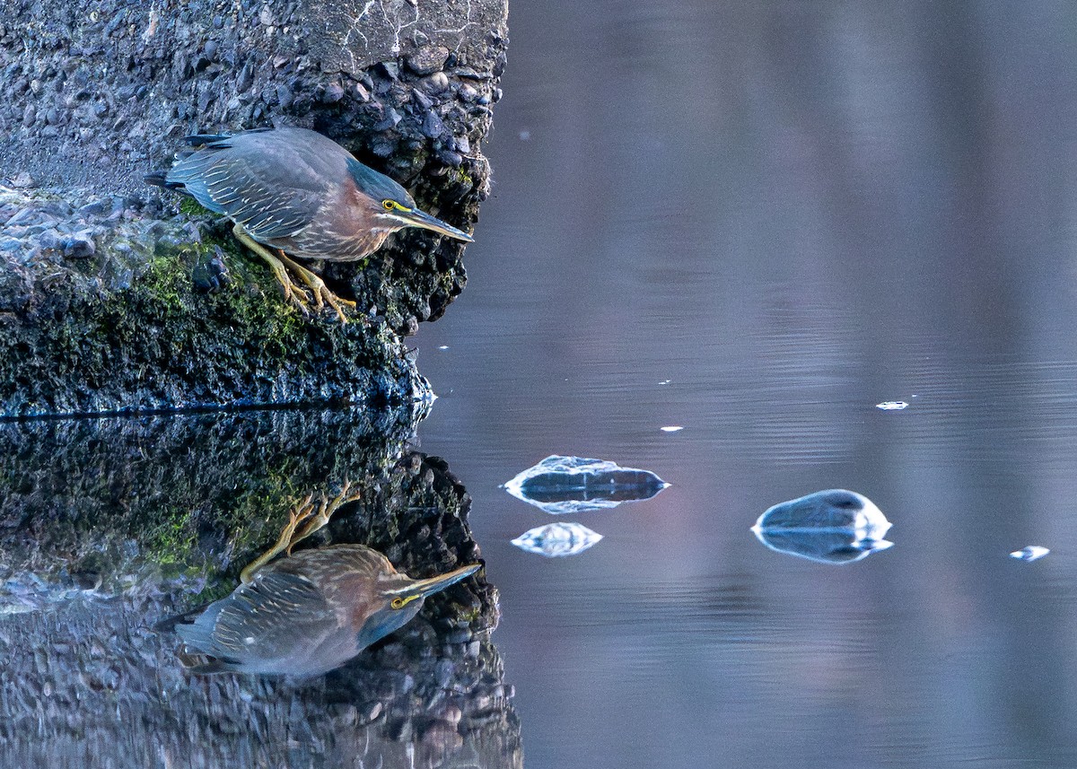 Green Heron - ML645292149