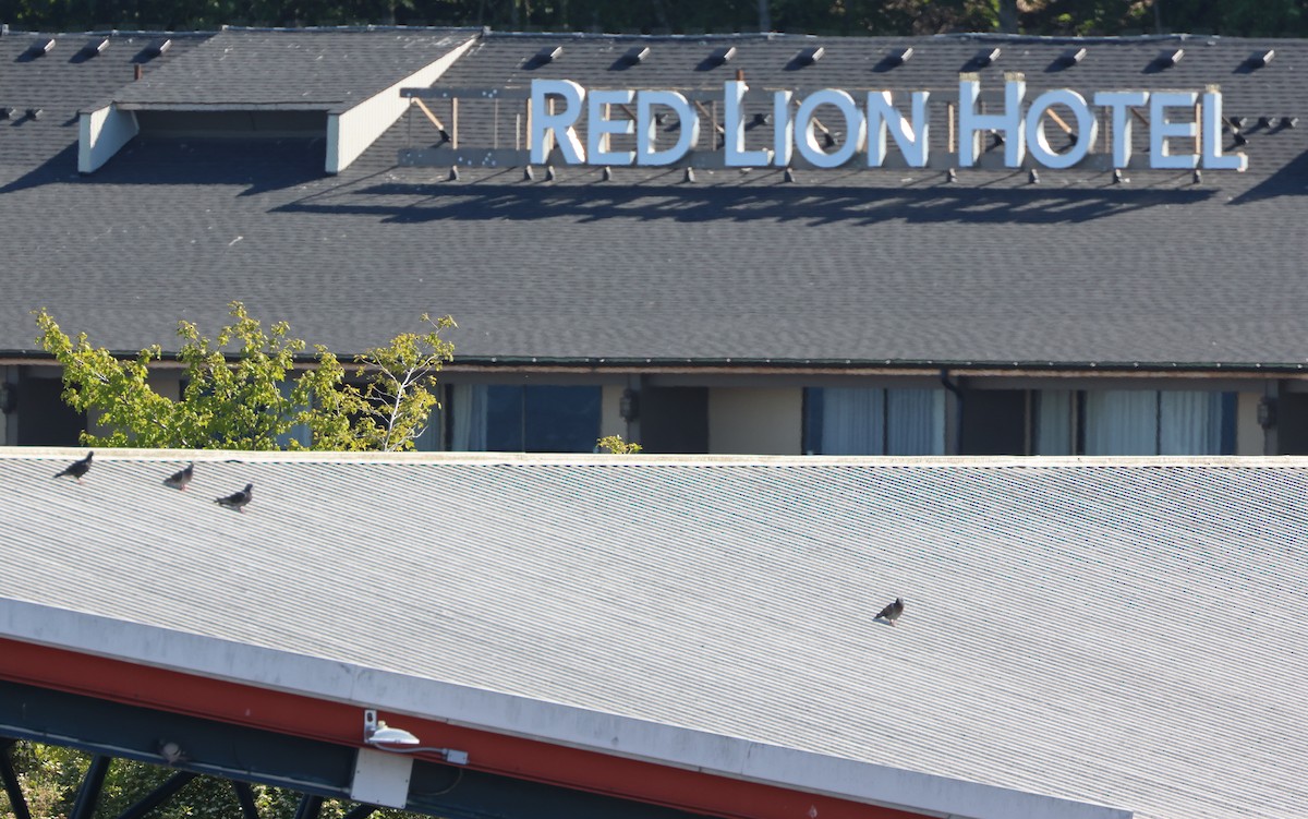 Kaya Güvercini (evcil tip) - ML645292152