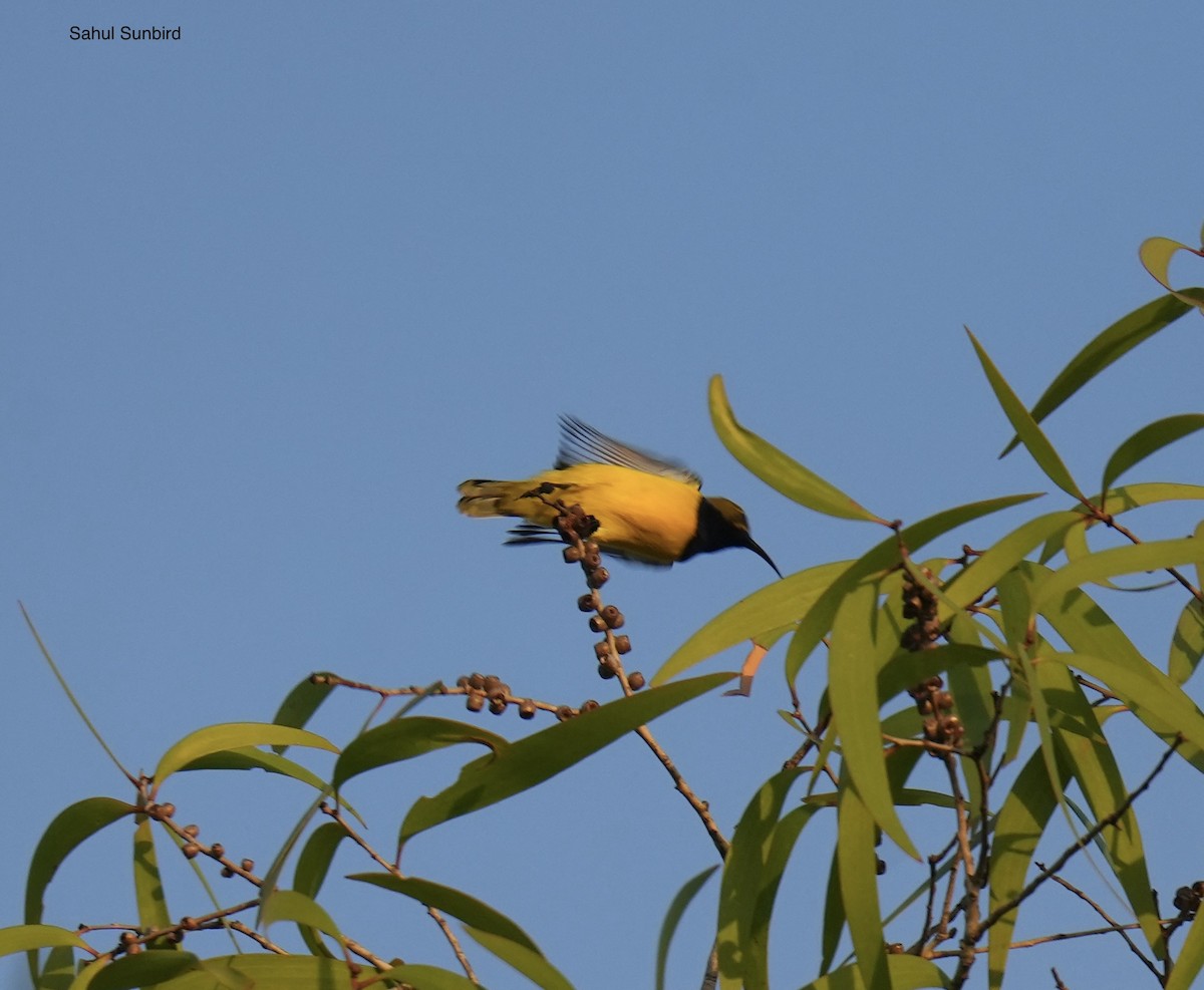 Sahul Sunbird - ML645292153