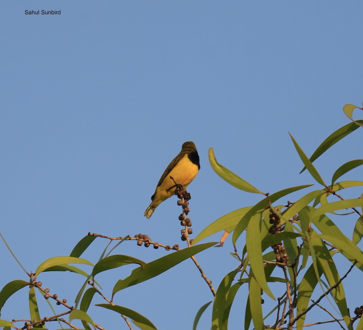 Sahul Sunbird - ML645292159