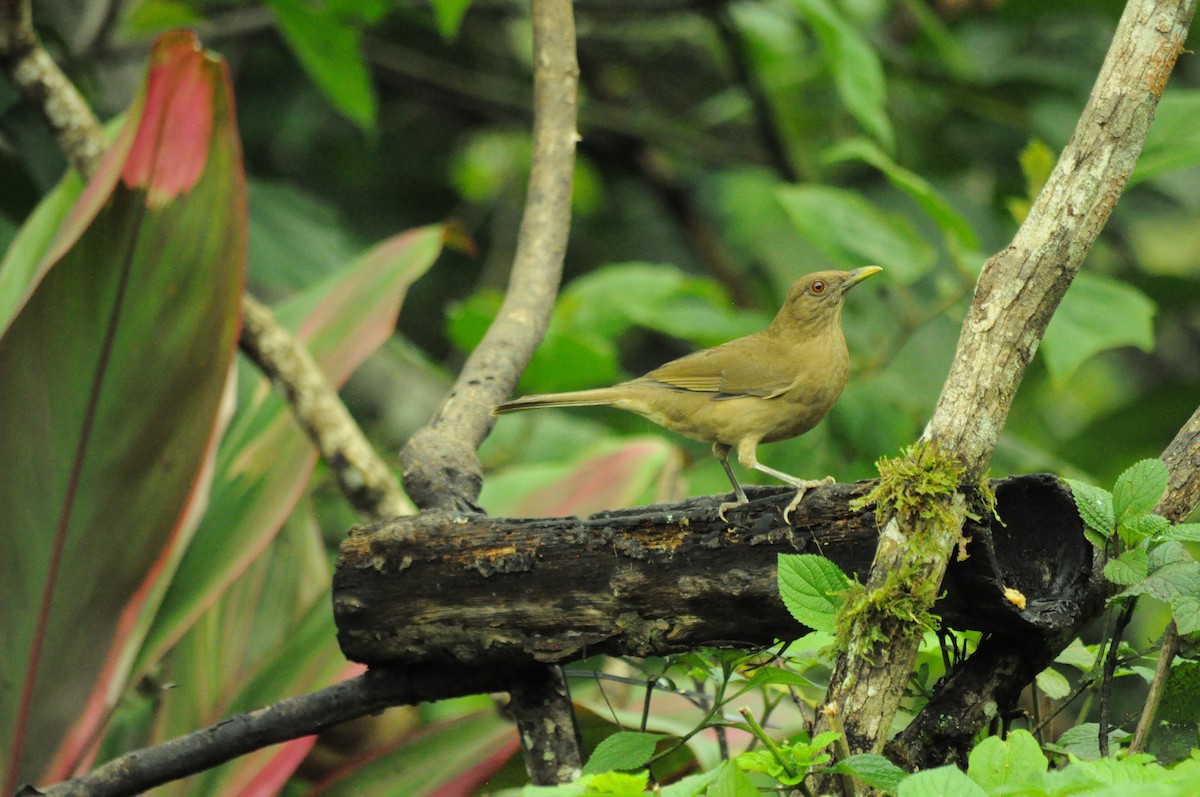 Merle fauve - ML645292160