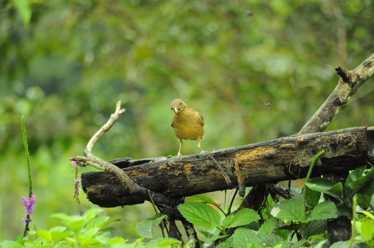 Merle fauve - ML645292161