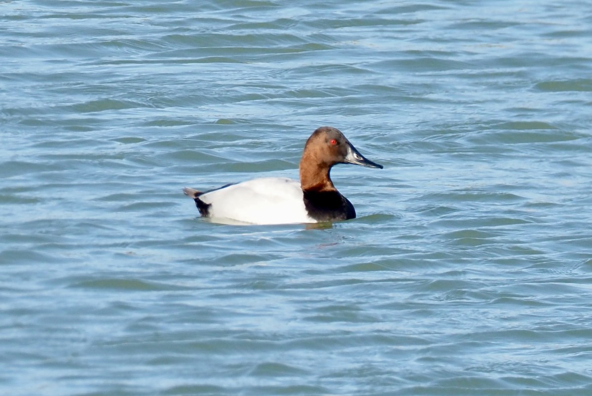 Büyük Elmabaş - ML645292162