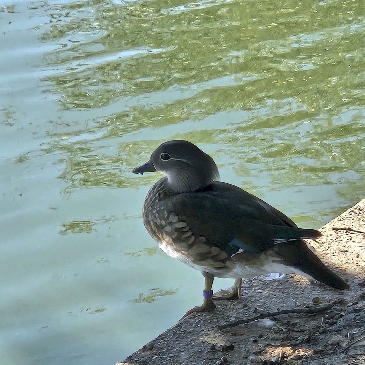 Ahate karolinarra - ML645292166