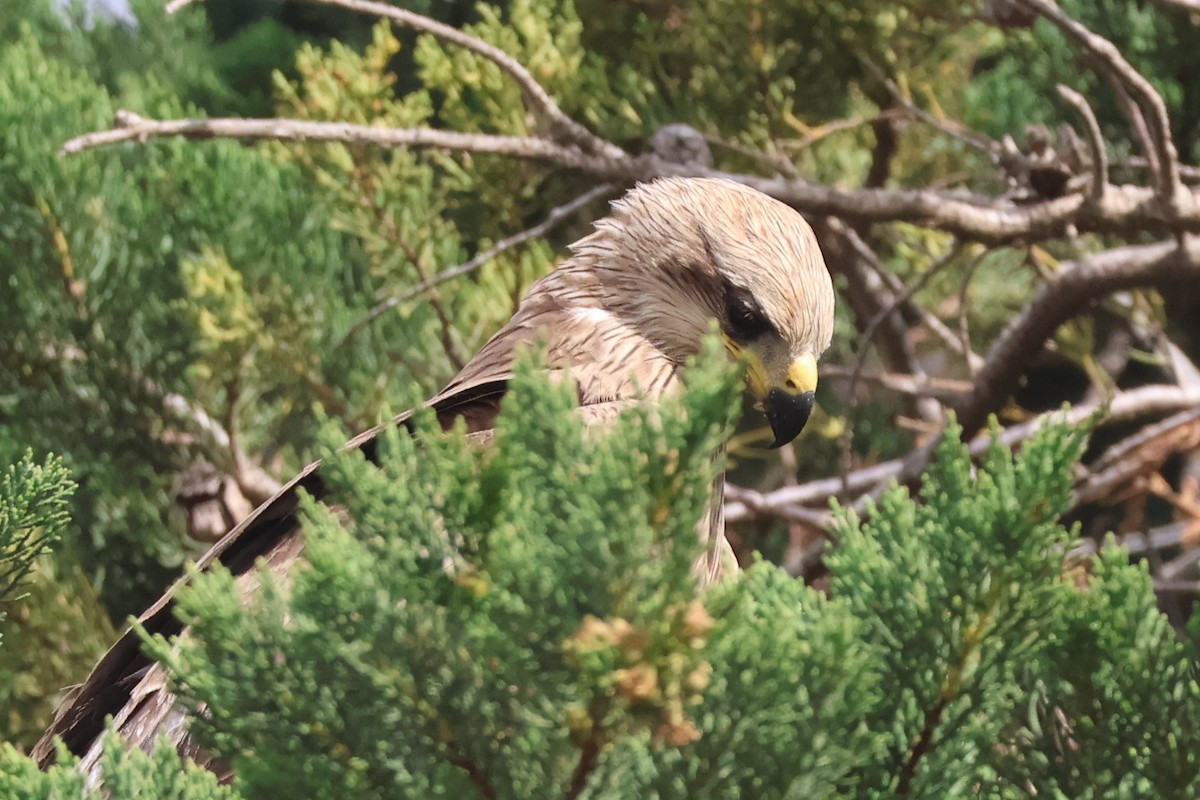 Black Kite - ML645292177