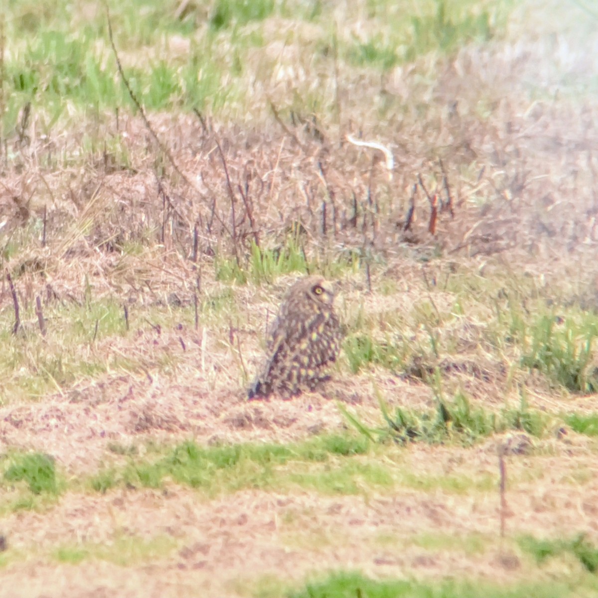 kalous pustovka - ML645292191