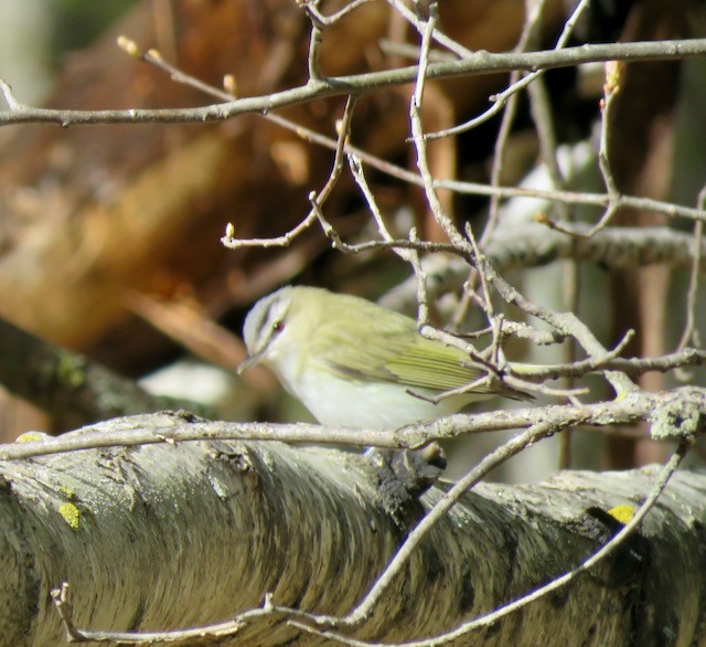 Красноглазый виреон - ML645292215