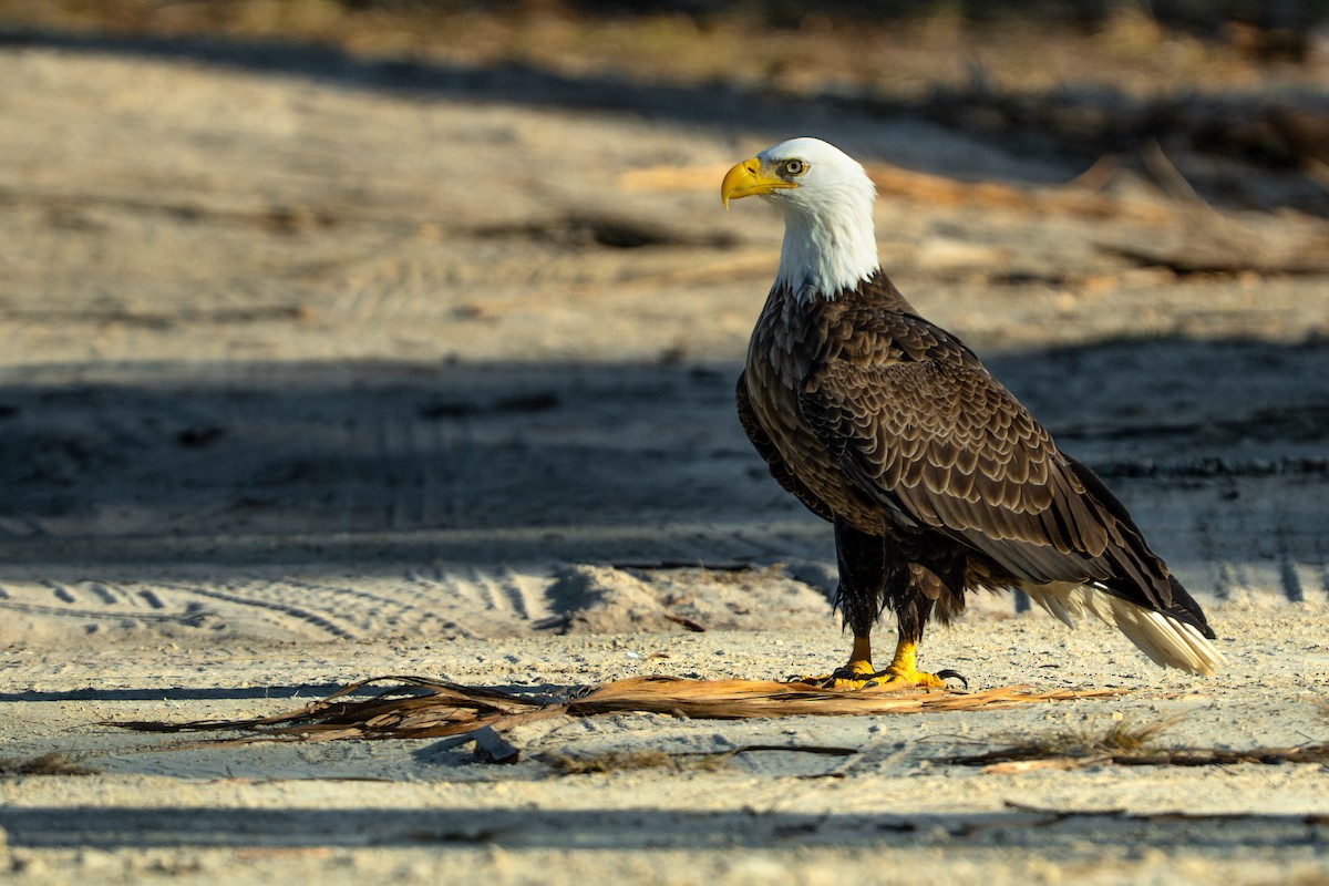 eBird Checklist - 15 Nov 2025 - St. George Island Airport, Eastpoint US ...