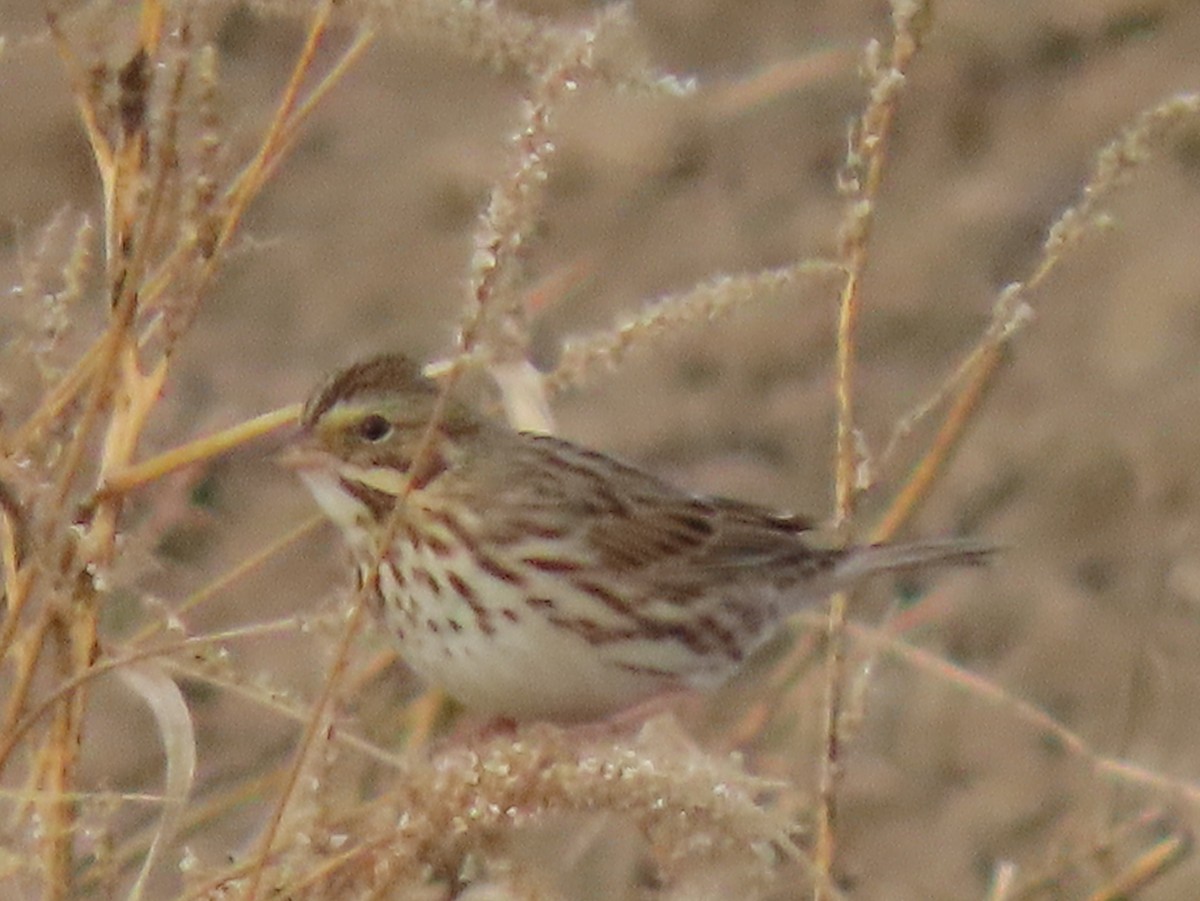 Savannah Sparrow - ML645292219