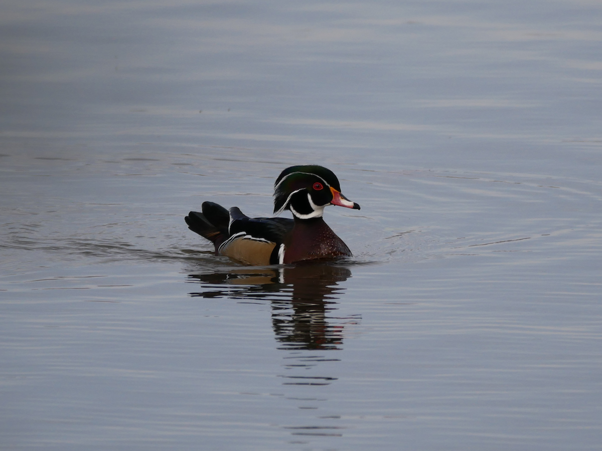 Ahate karolinarra - ML645292220