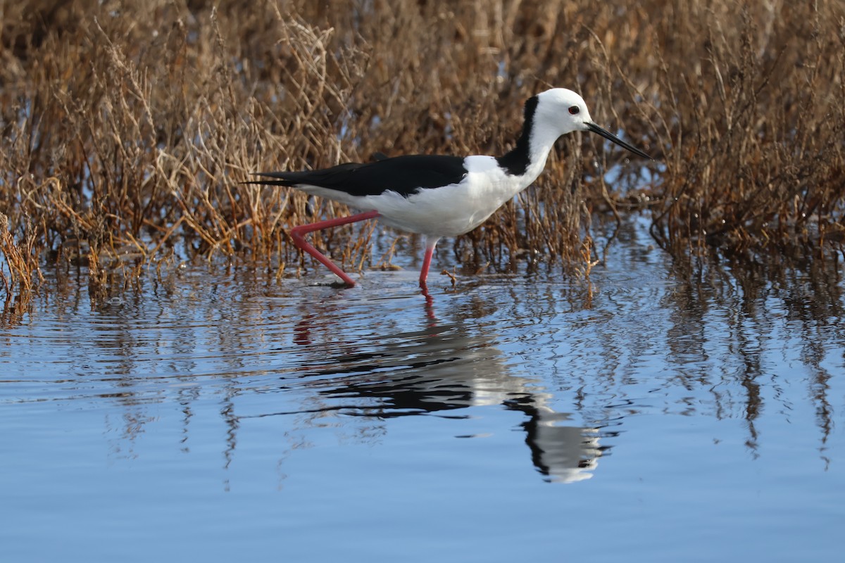 Pied Stilt - ML645292221