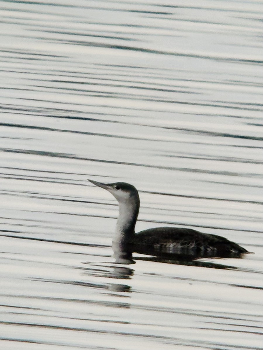 צוללן אדום-גרון - ML645292242
