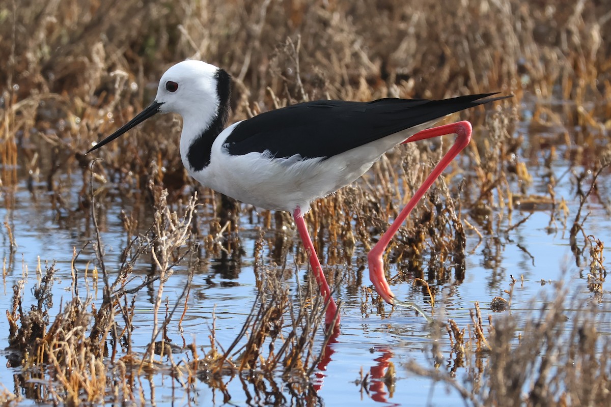Pied Stilt - ML645292245