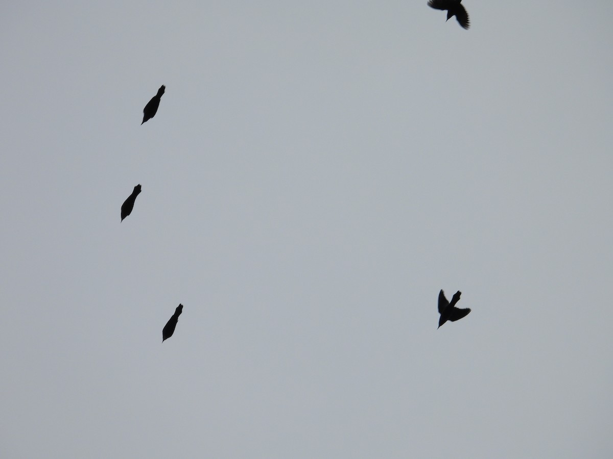 Common Grackle - ML645292246