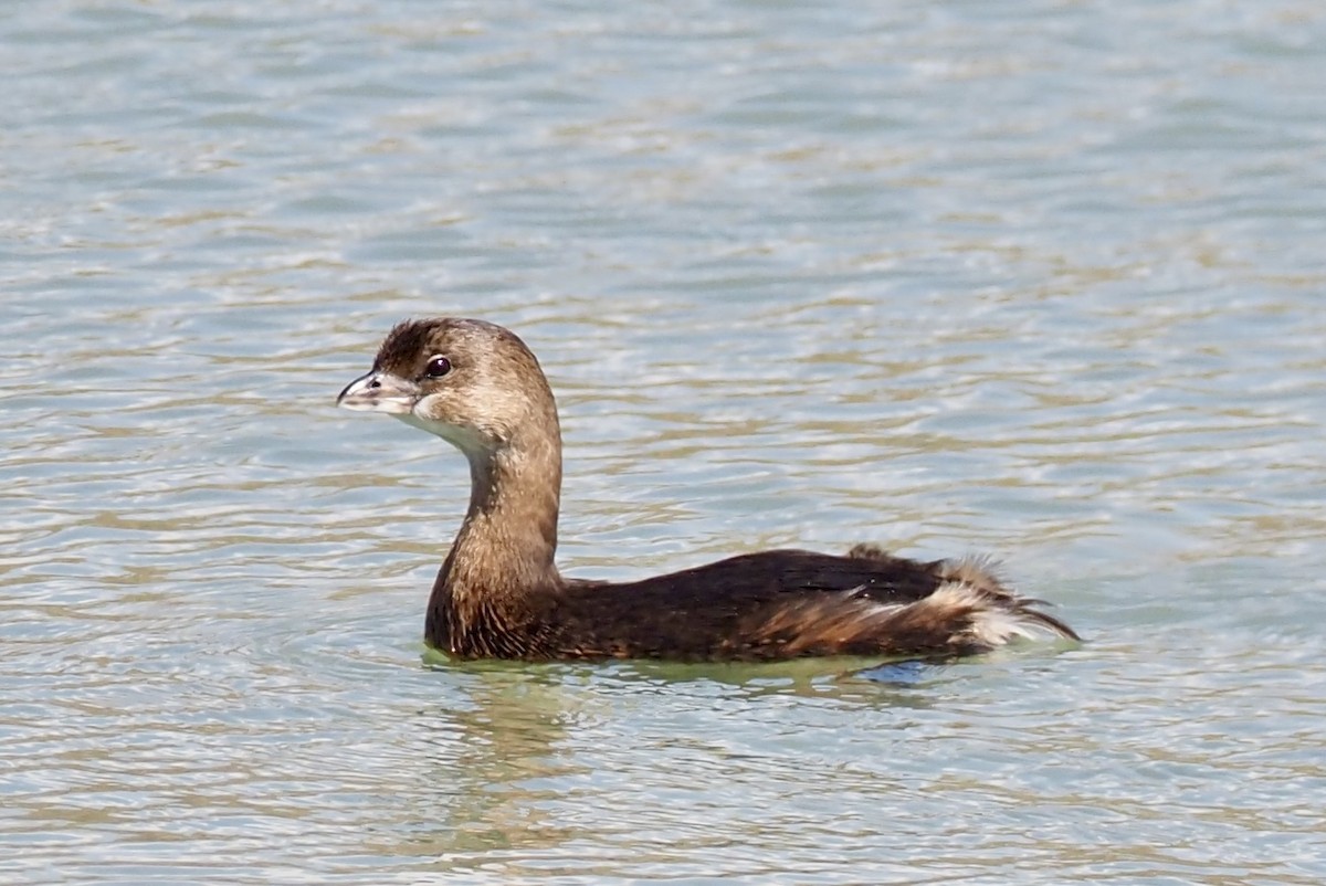 Pied-billed Grebe - ML645292247
