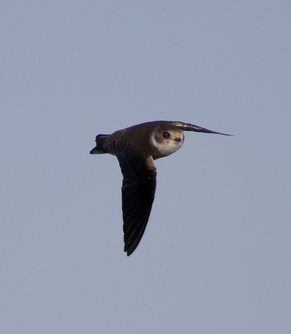 Bank Swallow - ML645292250