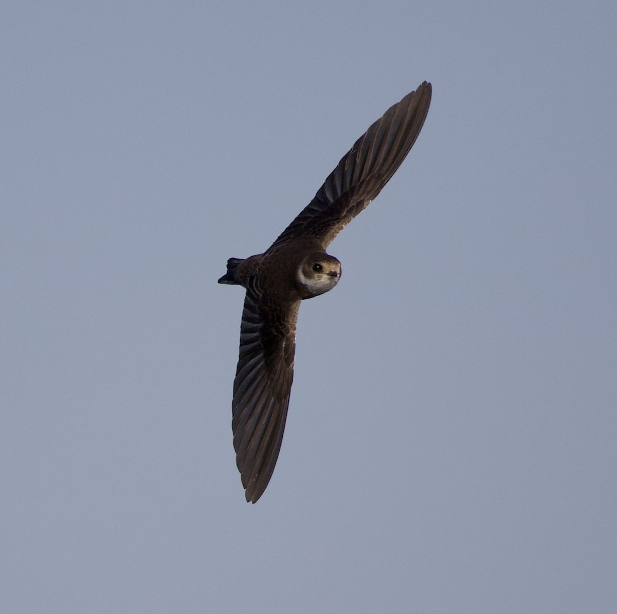 Bank Swallow - ML645292252