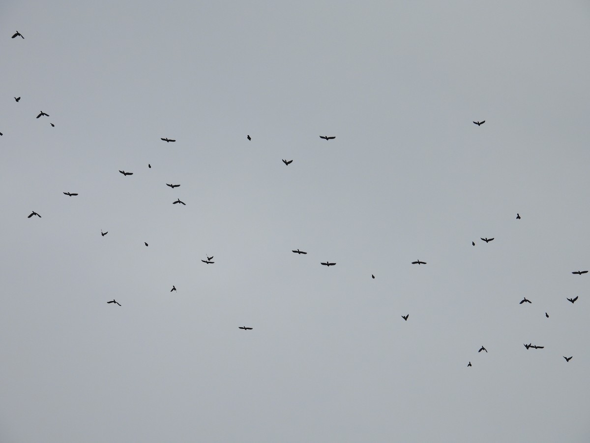 Common Grackle - ML645292253