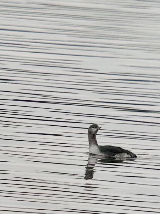 צוללן אדום-גרון - ML645292257