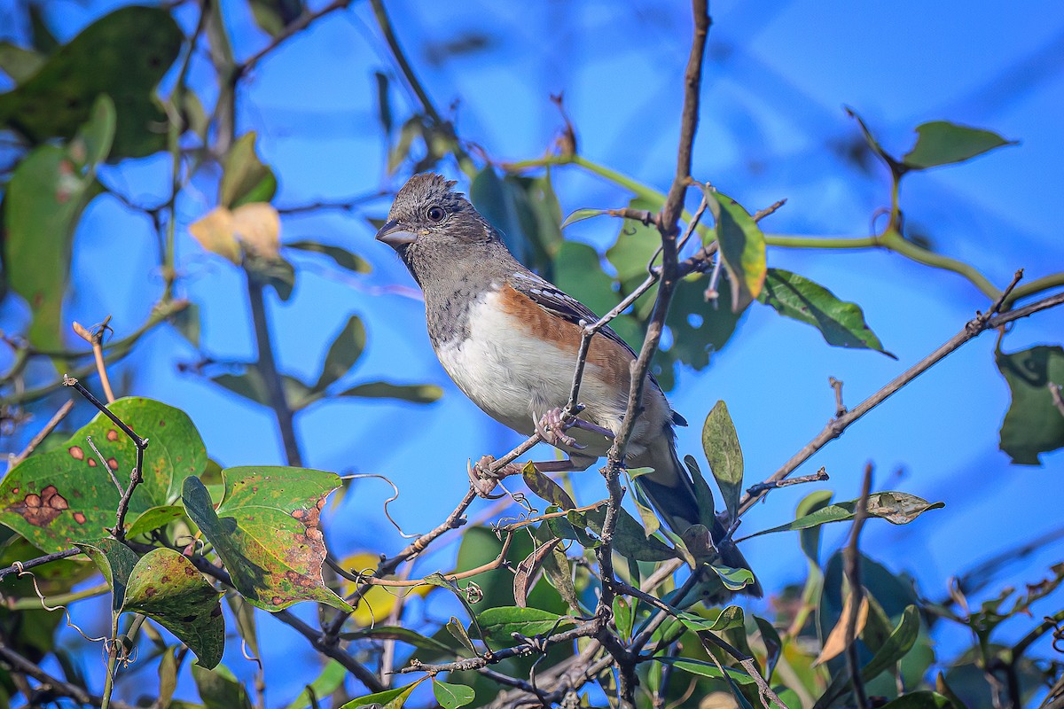 Spotted Towhee - ML645292271