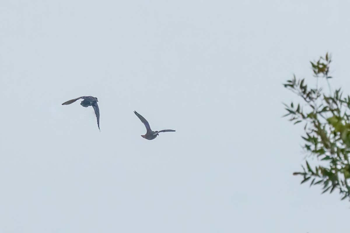 Ahate karolinarra - ML645292279