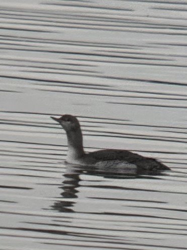 צוללן אדום-גרון - ML645292291
