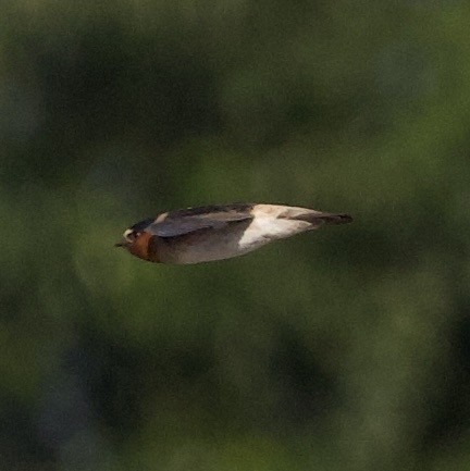 סנונית אמריקנית - ML645292292