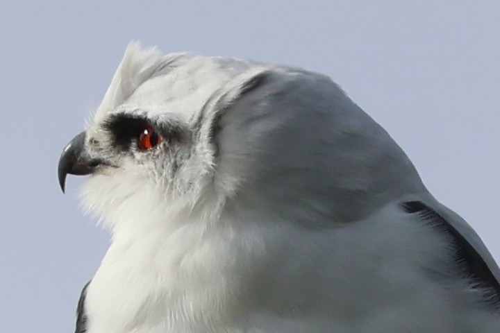 Black-shouldered Kite - ML645292320