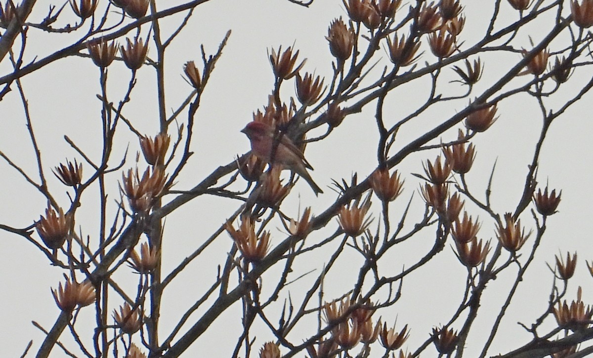 Roselin pourpré - ML645292336