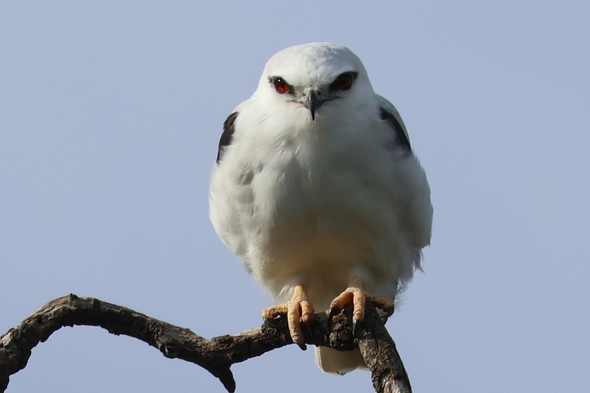 Black-shouldered Kite - ML645292339