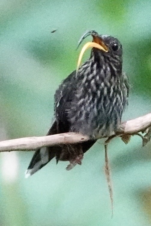 White-tipped Sicklebill - ML645292351