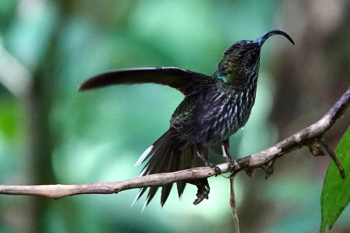 White-tipped Sicklebill - ML645292352