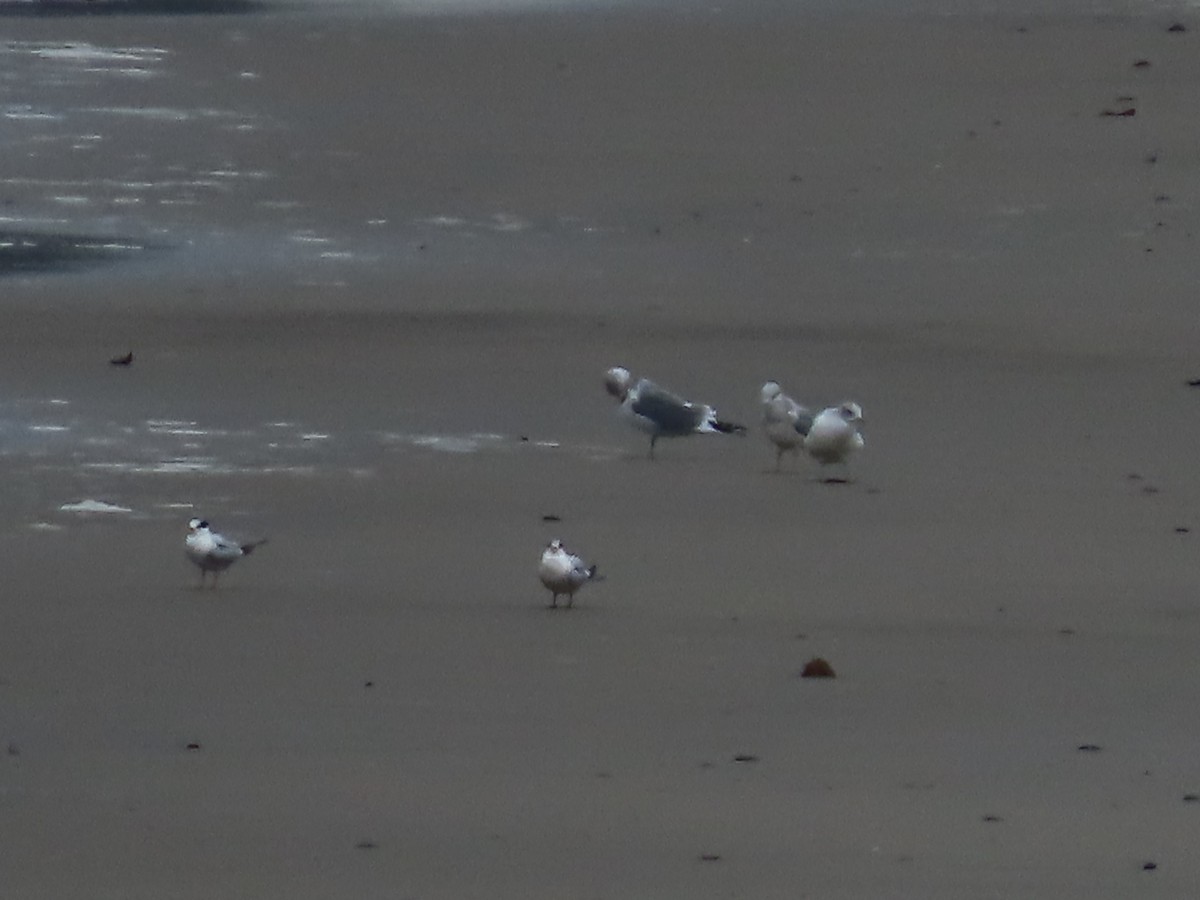 Forster's Tern - ML645292359