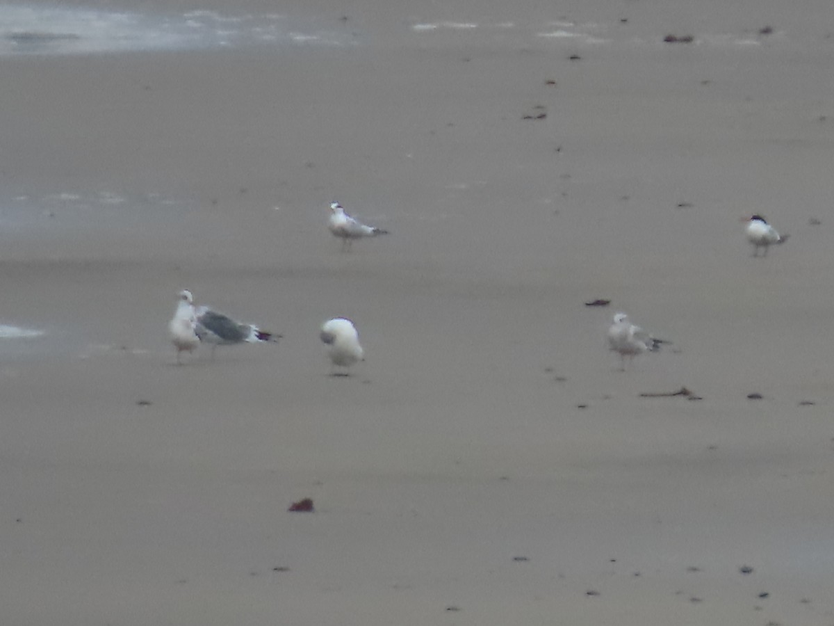 Forster's Tern - ML645292360