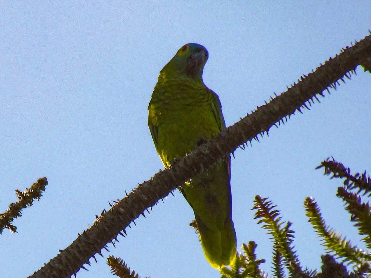 Turquoise-fronted Amazon - ML645292364