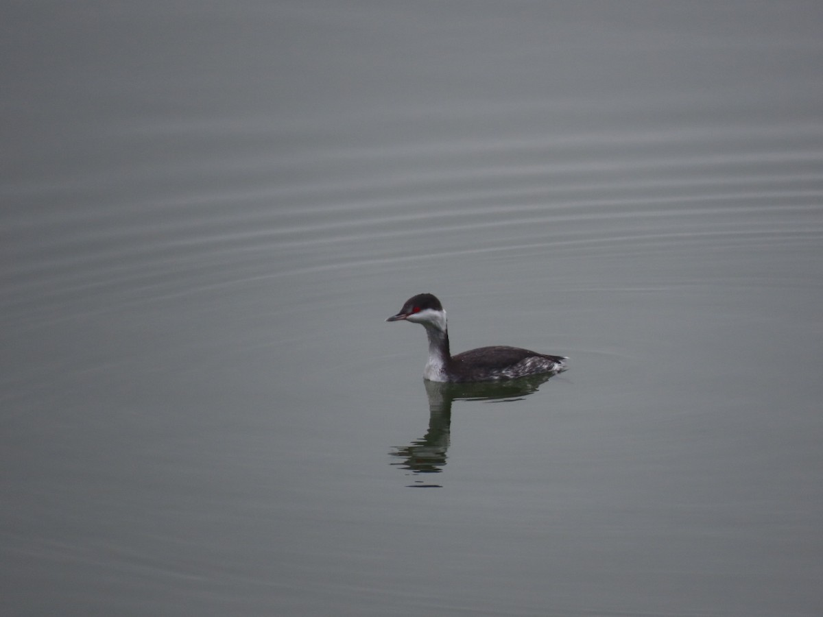 Zampullín Cuellirrojo - ML645292366