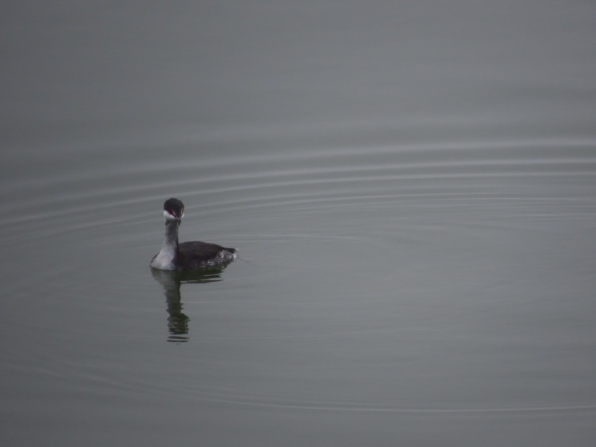 Zampullín Cuellirrojo - ML645292367