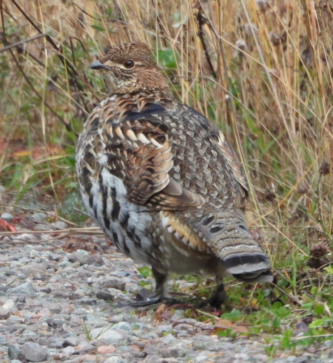 jeřábek kanadský - ML645292372